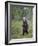 European Brown Bear (Ursos Arctos) Standing on Rear Legs, Kuhmo, Finland, July 2009-Cairns-Framed Photographic Print