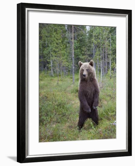 European Brown Bear (Ursos Arctos) Standing on Rear Legs, Kuhmo, Finland, July 2009-Cairns-Framed Photographic Print