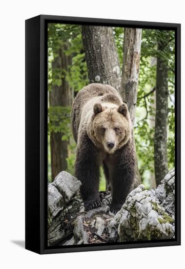 European brown bear (Ursus arctos), alpha male in Karst forest, Notranjska, Slovenia-Franco Banfi-Framed Premier Image Canvas