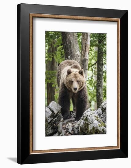 European brown bear (Ursus arctos), alpha male in Karst forest, Notranjska, Slovenia-Franco Banfi-Framed Photographic Print