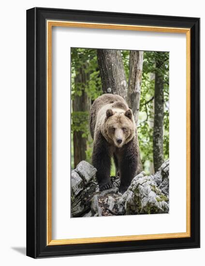 European brown bear (Ursus arctos), alpha male in Karst forest, Notranjska, Slovenia-Franco Banfi-Framed Photographic Print