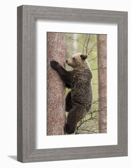 European Brown Bear (Ursus Arctos Arctos) Adult Climbing, Northern Finland, May-Jussi Murtosaari-Framed Photographic Print