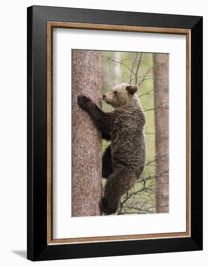 European Brown Bear (Ursus Arctos Arctos) Adult Climbing, Northern Finland, May-Jussi Murtosaari-Framed Photographic Print