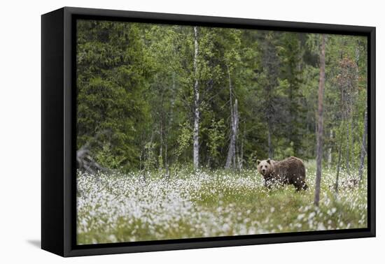 European Brown Bear (Ursus arctos arctos) adult, standing on cotton grass filled taiga swamp, Suomu-Robert Canis-Framed Premier Image Canvas