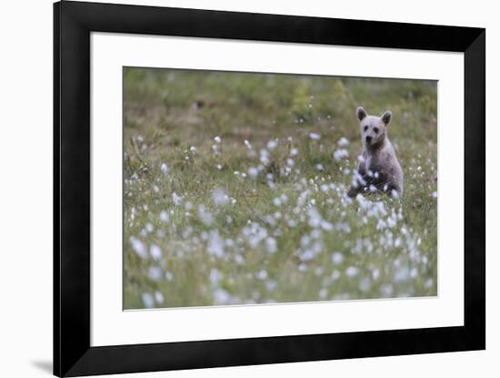 European Brown Bear (Ursus arctos arctos) cub, sitting on cotton grass filled taiga swamp, Suomussa-Robert Canis-Framed Photographic Print