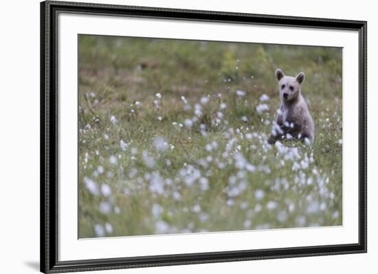 European Brown Bear (Ursus arctos arctos) cub, sitting on cotton grass filled taiga swamp, Suomussa-Robert Canis-Framed Photographic Print