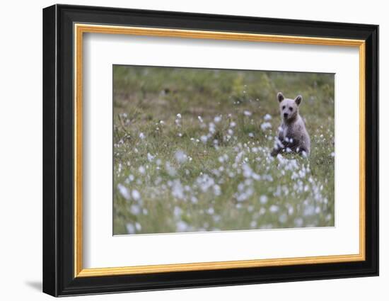 European Brown Bear (Ursus arctos arctos) cub, sitting on cotton grass filled taiga swamp, Suomussa-Robert Canis-Framed Photographic Print