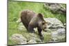 European brown bear, Ursus arctos arctos, wilderness, shore, sidewise, stand-David & Micha Sheldon-Mounted Photographic Print