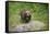 European brown bear, Ursus arctos arctos, young animal, wilderness, frontal, run-David & Micha Sheldon-Framed Stretched Canvas