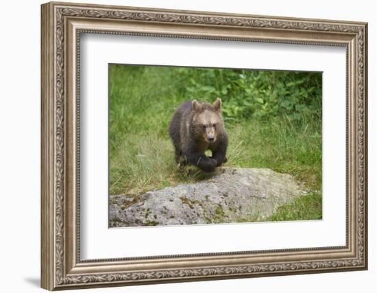 European brown bear, Ursus arctos arctos, young animal, wilderness, frontal, run-David & Micha Sheldon-Framed Photographic Print