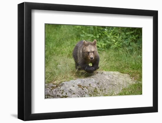 European brown bear, Ursus arctos arctos, young animal, wilderness, frontal, run-David & Micha Sheldon-Framed Photographic Print