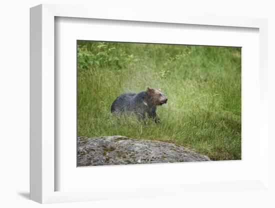 European brown bear, Ursus arctos arctos, young animal, wilderness, meadow, sidewise, stand-David & Micha Sheldon-Framed Photographic Print