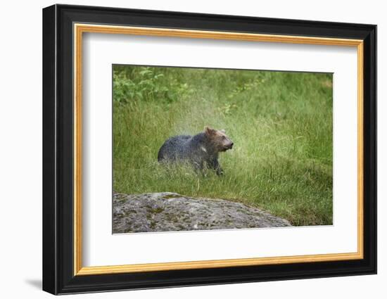 European brown bear, Ursus arctos arctos, young animal, wilderness, meadow, sidewise, stand-David & Micha Sheldon-Framed Photographic Print