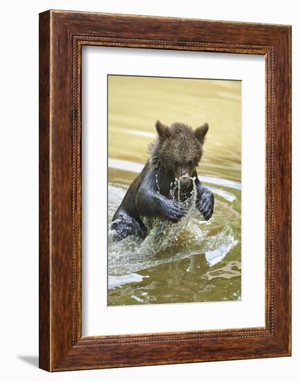 European brown bear, Ursus arctos arctos, young animal, wilderness, pond, bathe-David & Micha Sheldon-Framed Photographic Print