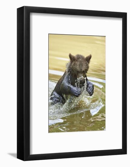 European brown bear, Ursus arctos arctos, young animal, wilderness, pond, bathe-David & Micha Sheldon-Framed Photographic Print