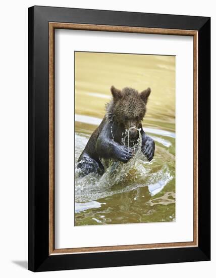 European brown bear, Ursus arctos arctos, young animal, wilderness, pond, bathe-David & Micha Sheldon-Framed Photographic Print