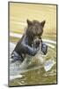 European brown bear, Ursus arctos arctos, young animal, wilderness, pond, bathe-David & Micha Sheldon-Mounted Photographic Print