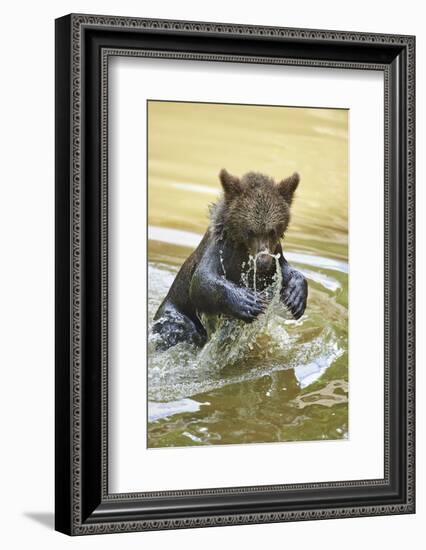 European brown bear, Ursus arctos arctos, young animal, wilderness, pond, bathe-David & Micha Sheldon-Framed Photographic Print