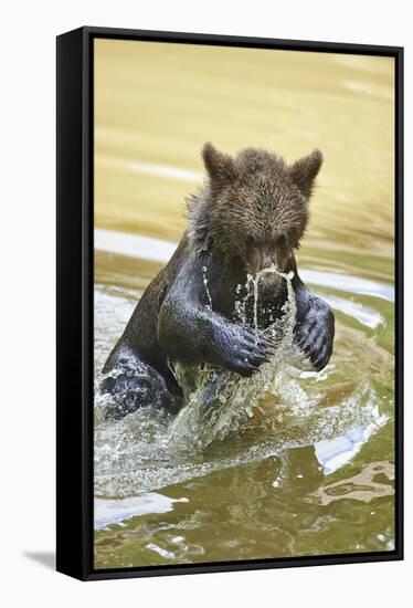 European brown bear, Ursus arctos arctos, young animal, wilderness, pond, bathe-David & Micha Sheldon-Framed Stretched Canvas