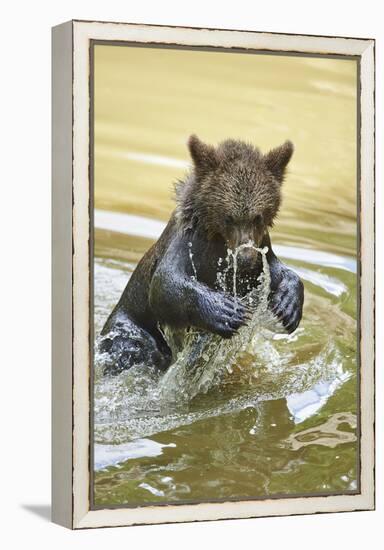 European brown bear, Ursus arctos arctos, young animal, wilderness, pond, bathe-David & Micha Sheldon-Framed Premier Image Canvas