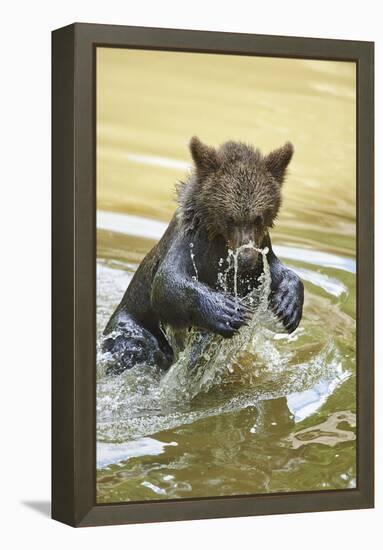 European brown bear, Ursus arctos arctos, young animal, wilderness, pond, bathe-David & Micha Sheldon-Framed Premier Image Canvas