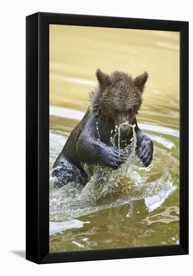 European brown bear, Ursus arctos arctos, young animal, wilderness, pond, bathe-David & Micha Sheldon-Framed Premier Image Canvas
