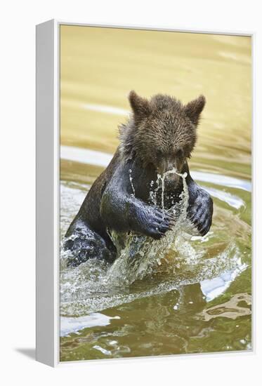 European brown bear, Ursus arctos arctos, young animal, wilderness, pond, bathe-David & Micha Sheldon-Framed Premier Image Canvas