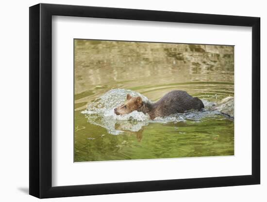 European brown bear, Ursus arctos arctos, young animal, wilderness, pond, bathe-David & Micha Sheldon-Framed Photographic Print