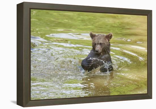 European brown bear, Ursus arctos arctos, young animal, wilderness, pond, bathe-David & Micha Sheldon-Framed Premier Image Canvas