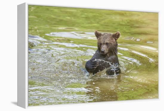 European brown bear, Ursus arctos arctos, young animal, wilderness, pond, bathe-David & Micha Sheldon-Framed Premier Image Canvas