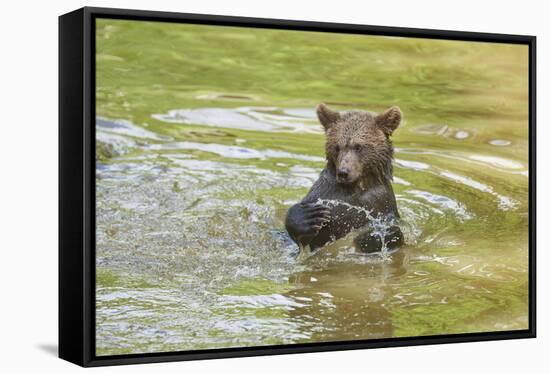 European brown bear, Ursus arctos arctos, young animal, wilderness, pond, bathe-David & Micha Sheldon-Framed Stretched Canvas