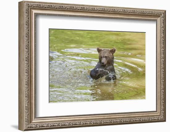 European brown bear, Ursus arctos arctos, young animal, wilderness, pond, bathe-David & Micha Sheldon-Framed Photographic Print