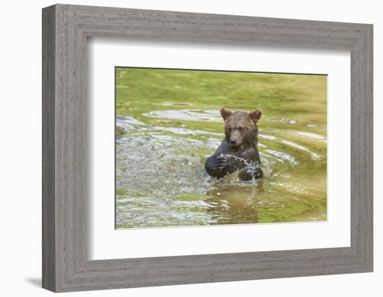 European brown bear, Ursus arctos arctos, young animal, wilderness, pond, bathe-David & Micha Sheldon-Framed Photographic Print