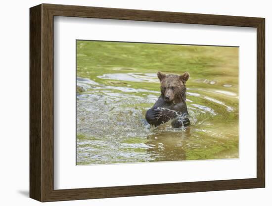 European brown bear, Ursus arctos arctos, young animal, wilderness, pond, bathe-David & Micha Sheldon-Framed Photographic Print