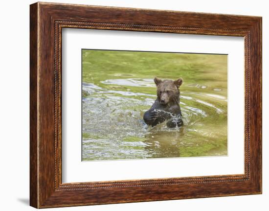 European brown bear, Ursus arctos arctos, young animal, wilderness, pond, bathe-David & Micha Sheldon-Framed Photographic Print