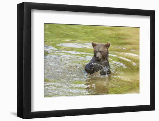 European brown bear, Ursus arctos arctos, young animal, wilderness, pond, bathe-David & Micha Sheldon-Framed Photographic Print