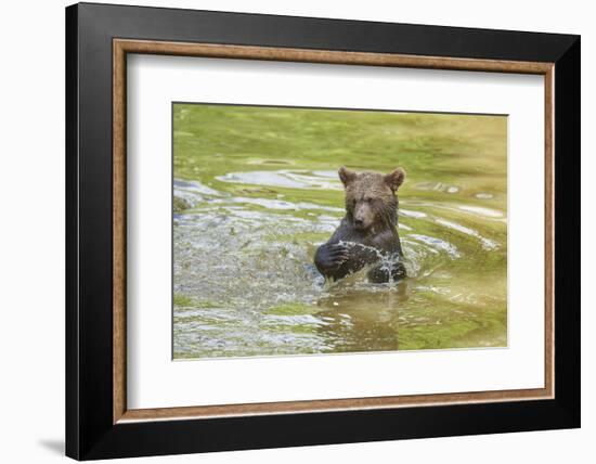 European brown bear, Ursus arctos arctos, young animal, wilderness, pond, bathe-David & Micha Sheldon-Framed Photographic Print