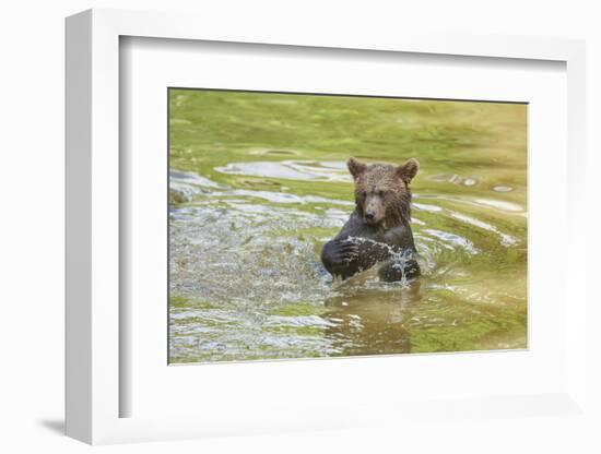 European brown bear, Ursus arctos arctos, young animal, wilderness, pond, bathe-David & Micha Sheldon-Framed Photographic Print