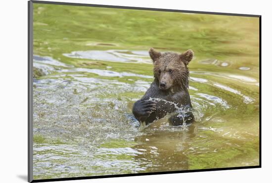 European brown bear, Ursus arctos arctos, young animal, wilderness, pond, bathe-David & Micha Sheldon-Mounted Photographic Print