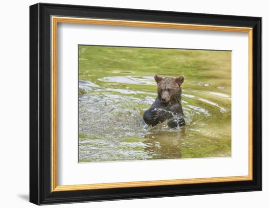 European brown bear, Ursus arctos arctos, young animal, wilderness, pond, bathe-David & Micha Sheldon-Framed Photographic Print