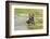 European brown bear, Ursus arctos arctos, young animal, wilderness, pond, bathe-David & Micha Sheldon-Framed Photographic Print