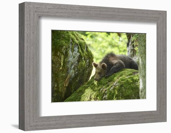 European brown bear, Ursus arctos arctos, young animal, wilderness, rock, sidewise, lie-David & Micha Sheldon-Framed Photographic Print