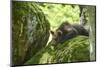 European brown bear, Ursus arctos arctos, young animal, wilderness, rock, sidewise, lie-David & Micha Sheldon-Mounted Photographic Print