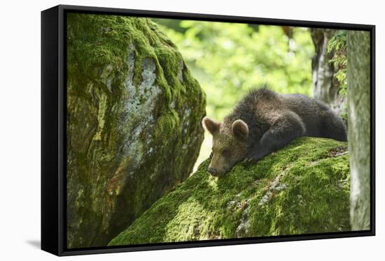 European brown bear, Ursus arctos arctos, young animal, wilderness, rock, sidewise, lie-David & Micha Sheldon-Framed Stretched Canvas