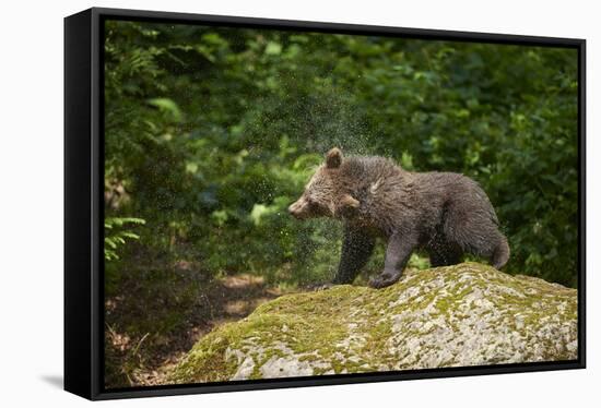 European brown bear, Ursus arctos arctos, young animal, wilderness, rock, sidewise, stand-David & Micha Sheldon-Framed Stretched Canvas