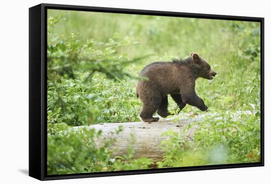 European brown bear, Ursus arctos arctos, young animal, wilderness, sidewise, run, trunk-David & Micha Sheldon-Framed Stretched Canvas