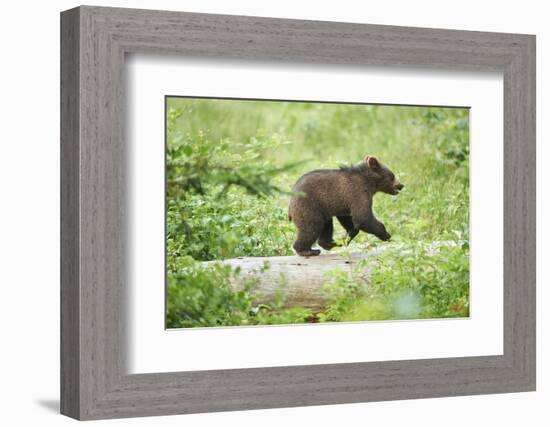 European brown bear, Ursus arctos arctos, young animal, wilderness, sidewise, run, trunk-David & Micha Sheldon-Framed Photographic Print