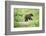 European brown bear, Ursus arctos arctos, young animal, wilderness, sidewise, run, trunk-David & Micha Sheldon-Framed Photographic Print
