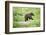 European brown bear, Ursus arctos arctos, young animal, wilderness, sidewise, run, trunk-David & Micha Sheldon-Framed Photographic Print