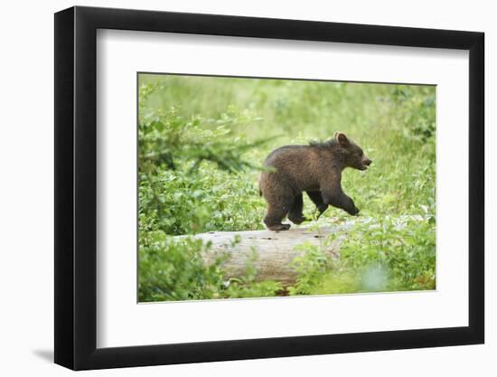European brown bear, Ursus arctos arctos, young animal, wilderness, sidewise, run, trunk-David & Micha Sheldon-Framed Photographic Print